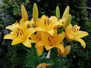 西方山極楽寺の自然(2019年06月18日(火) 23時42分12秒投稿)