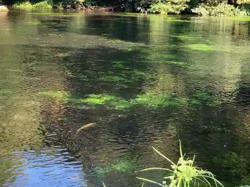 富士山本宮浅間大社(静岡県)