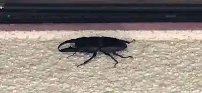 石内のお大師さん　金剛院(広島県)