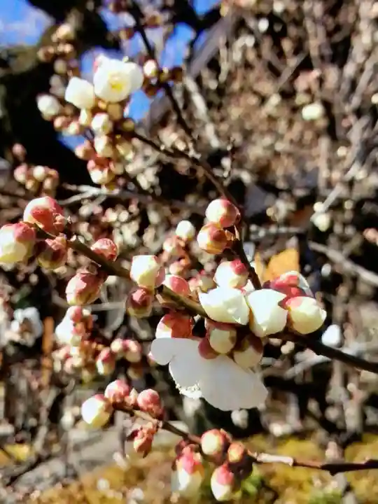 福蔵院(東京都)