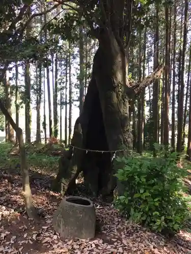 立野神社の自然