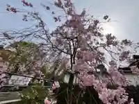 岡寺(龍蓋寺)(奈良県)