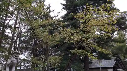 神楽神社の自然