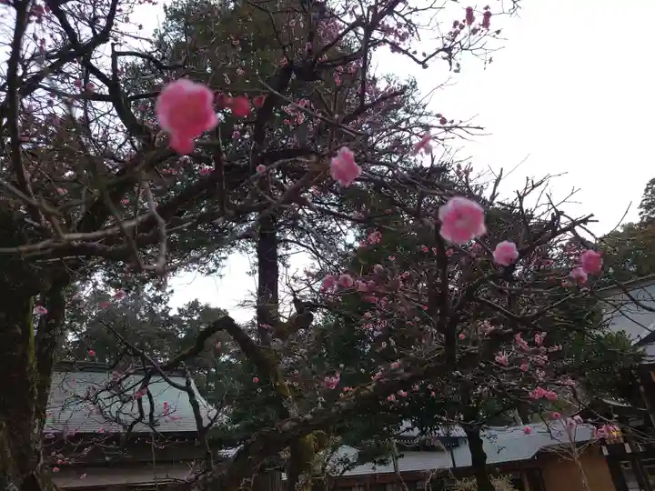 廣幡八幡宮の自然