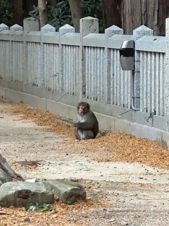 大麻比古神社の動物
