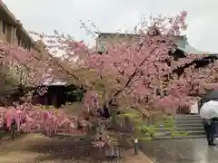 桜神宮の自然