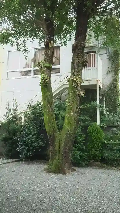 津島神社の自然