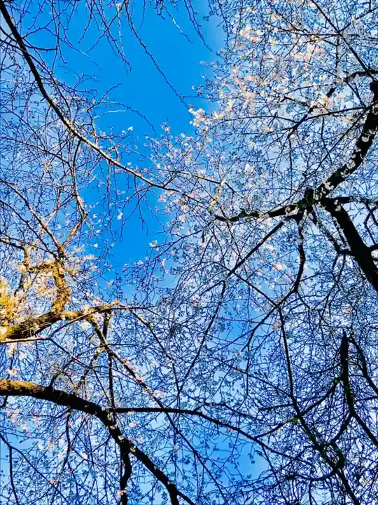 岡見八坂神社の自然