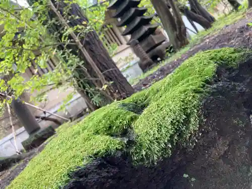 東郷神社の自然