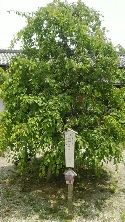 源九郎稲荷神社の自然