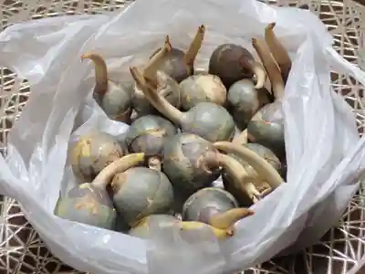 立正寺(神奈川県)