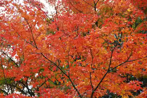 覚苑寺(山口県)