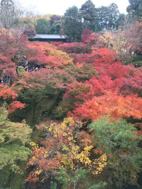 東福禅寺(東福寺)の自然