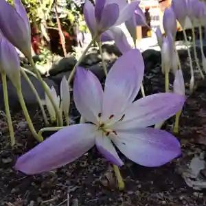 七重浜海津見神社(北海道)(2023年10月10日(火) 08時25分54秒投稿)