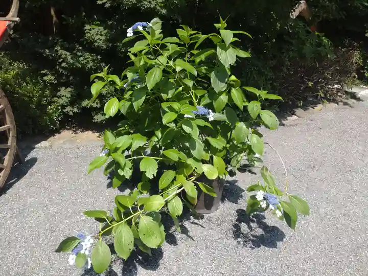 阿佐ヶ谷神明宮の自然