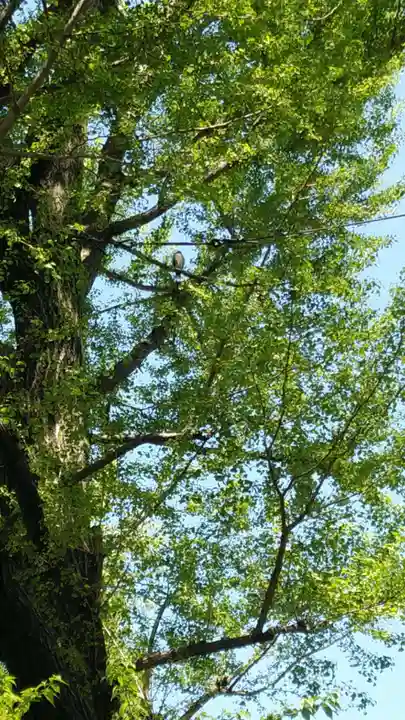 千束八幡神社(東京都)