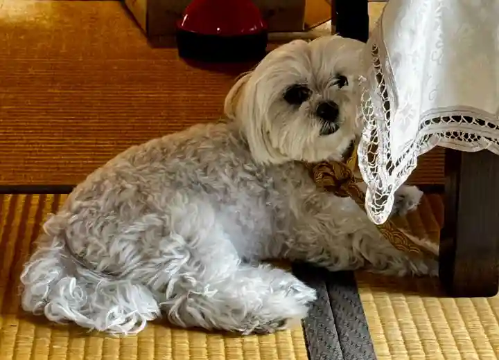 萬福寺(京都府)