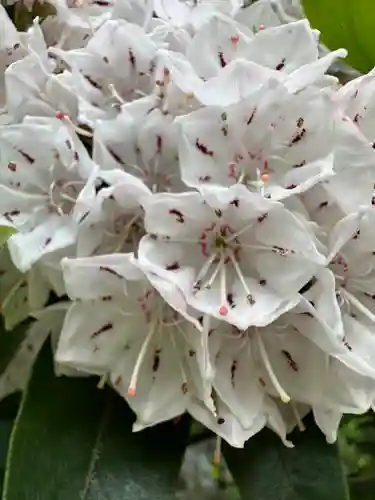 布多天神社(東京都)