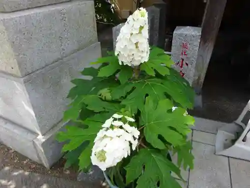 菊名神社の自然