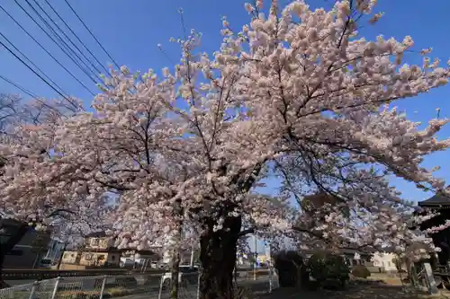 静御前堂の自然