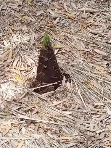 報国寺(神奈川県)