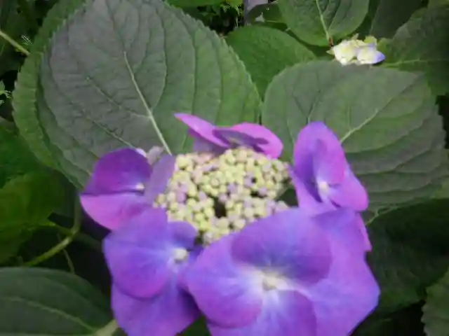 御霊神社の自然