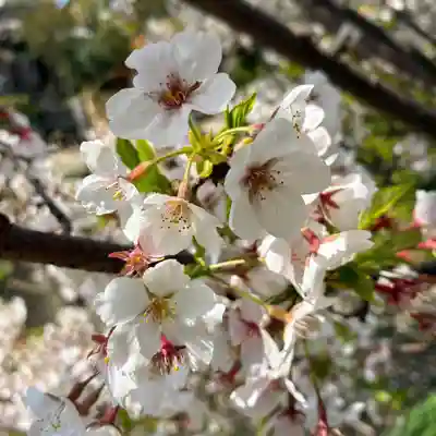 大久保青木神社(神奈川県)