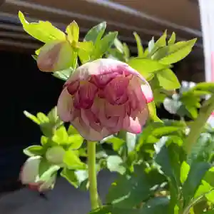 豊景神社の自然(2021年04月16日(金) 06時20分30秒投稿)