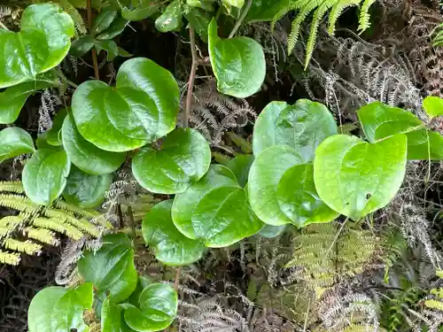奈加美神社の自然
