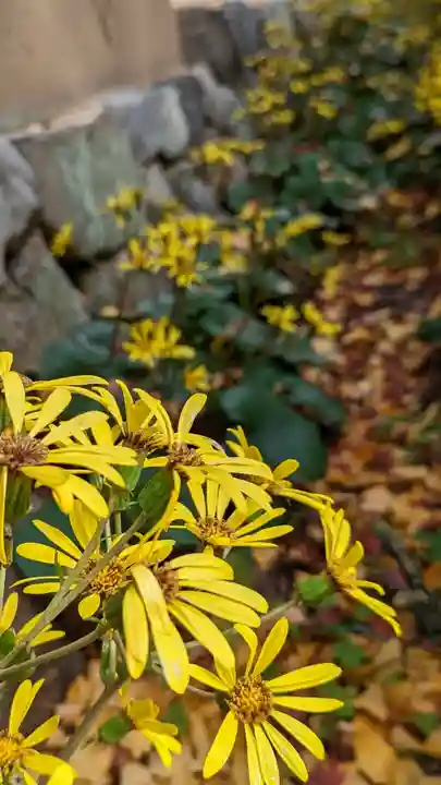 蓮華寺(洛北蓮華寺)(京都府)