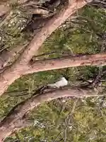 留辺蘂神社の自然