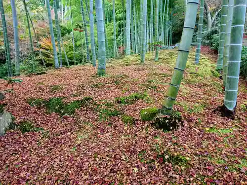 常寂光寺の自然