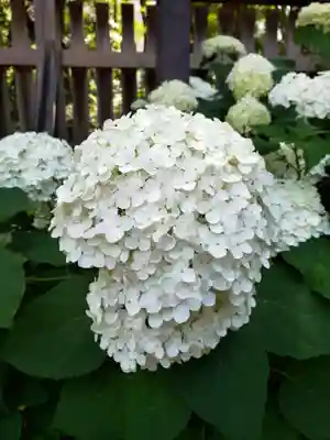 熊野神社(東京都)