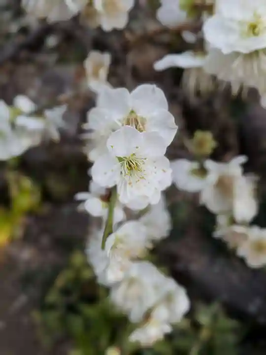 松應寺(東京都)