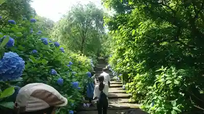 明月院(神奈川県)