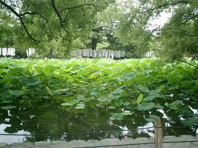 旗上弁財天社の自然