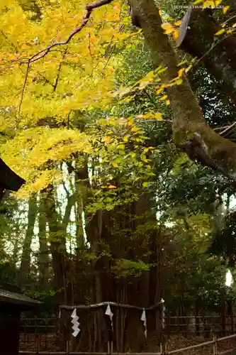 大國魂神社の自然