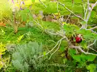 寿量山 速成寺のお墓