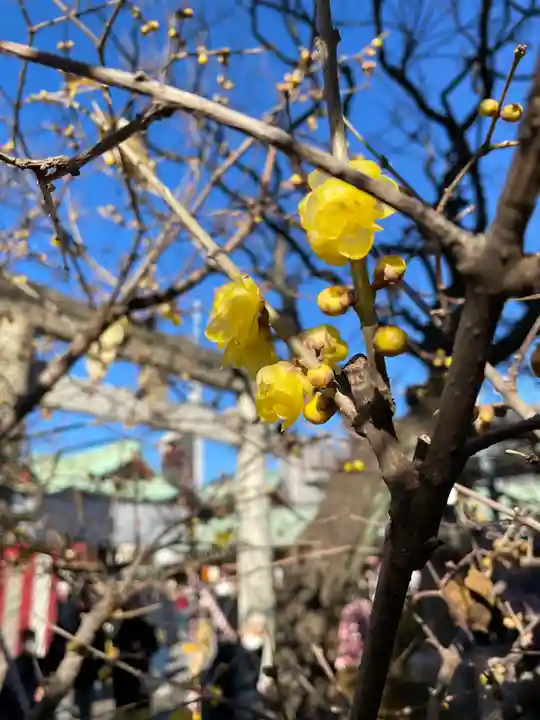 亀戸天神社(東京都)