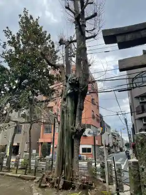 駒込富士神社(東京都)