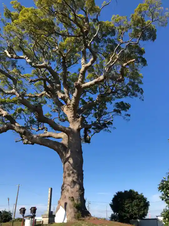 大木神社跡地の自然