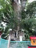 七狩長田貫神社の自然