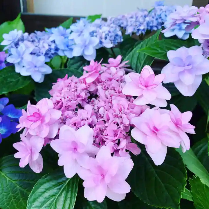 豊景神社の自然