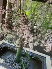 赤坂氷川神社の手水