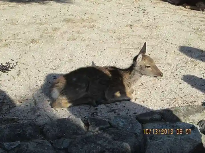 厳島神社(広島県)
