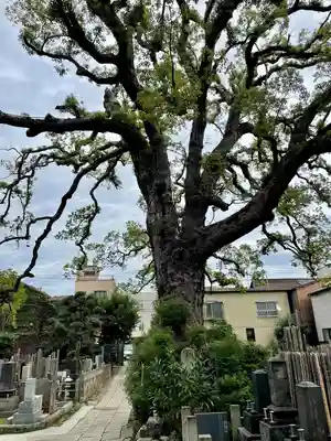 大雄寺(東京都)