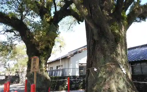美奈宜神社の自然