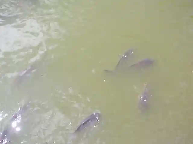 鶴岡八幡宮の動物
