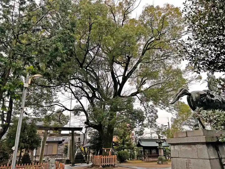 大神神社(花池)の自然