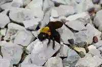 蓮久寺(千葉県)